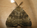 Gypsy Moth